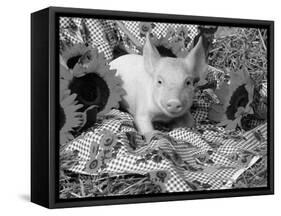 Domestic Piglet and Sunflowers, USA-Lynn M. Stone-Framed Stretched Canvas