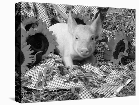 Domestic Piglet and Sunflowers, USA-Lynn M. Stone-Stretched Canvas