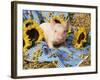 Domestic Piglet and Sunflowers, USA-Lynn M. Stone-Framed Photographic Print