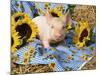 Domestic Piglet and Sunflowers, USA-Lynn M. Stone-Mounted Photographic Print