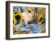 Domestic Piglet and Sunflowers, USA-Lynn M. Stone-Framed Photographic Print