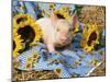 Domestic Piglet and Sunflowers, USA-Lynn M. Stone-Mounted Photographic Print