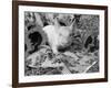 Domestic Piglet and Sunflowers, USA-Lynn M. Stone-Framed Photographic Print