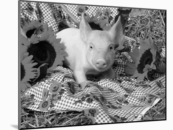 Domestic Piglet and Sunflowers, USA-Lynn M. Stone-Mounted Photographic Print