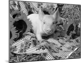 Domestic Piglet and Sunflowers, USA-Lynn M. Stone-Mounted Photographic Print