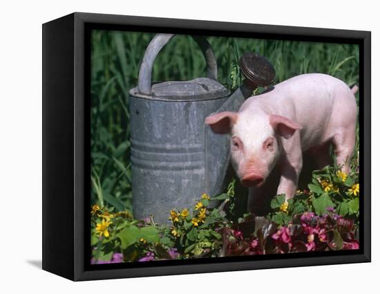 Domestic Piglet Beside Watering Can, USA-Lynn M. Stone-Framed Stretched Canvas