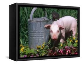 Domestic Piglet Beside Watering Can, USA-Lynn M. Stone-Framed Stretched Canvas
