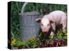 Domestic Piglet Beside Watering Can, USA-Lynn M. Stone-Stretched Canvas