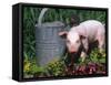 Domestic Piglet Beside Watering Can, USA-Lynn M. Stone-Framed Stretched Canvas