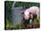 Domestic Piglet Beside Watering Can, USA-Lynn M. Stone-Stretched Canvas