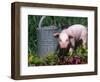 Domestic Piglet Beside Watering Can, USA-Lynn M. Stone-Framed Premium Photographic Print