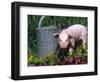 Domestic Piglet Beside Watering Can, USA-Lynn M. Stone-Framed Premium Photographic Print