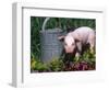 Domestic Piglet Beside Watering Can, USA-Lynn M. Stone-Framed Premium Photographic Print