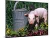 Domestic Piglet Beside Watering Can, USA-Lynn M. Stone-Mounted Premium Photographic Print