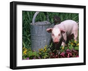 Domestic Piglet Beside Watering Can, USA-Lynn M. Stone-Framed Photographic Print