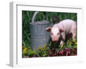 Domestic Piglet Beside Watering Can, USA-Lynn M. Stone-Framed Photographic Print