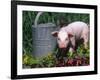 Domestic Piglet Beside Watering Can, USA-Lynn M. Stone-Framed Photographic Print