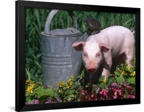 Domestic Piglet Beside Watering Can, USA-Lynn M. Stone-Framed Photographic Print