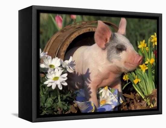 Domestic Piglet in Barrel, Mixed-Breed-Lynn M. Stone-Framed Stretched Canvas