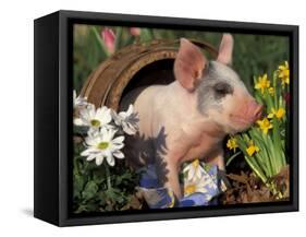 Domestic Piglet in Barrel, Mixed-Breed-Lynn M. Stone-Framed Stretched Canvas