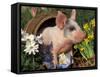 Domestic Piglet in Barrel, Mixed-Breed-Lynn M. Stone-Framed Stretched Canvas