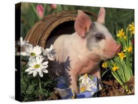 Domestic Piglet in Barrel, Mixed-Breed-Lynn M. Stone-Stretched Canvas