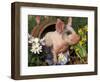 Domestic Piglet in Barrel, Mixed-Breed-Lynn M. Stone-Framed Premium Photographic Print