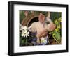 Domestic Piglet in Barrel, Mixed-Breed-Lynn M. Stone-Framed Premium Photographic Print