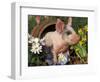 Domestic Piglet in Barrel, Mixed-Breed-Lynn M. Stone-Framed Premium Photographic Print