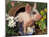 Domestic Piglet in Barrel, Mixed-Breed-Lynn M. Stone-Mounted Premium Photographic Print