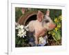 Domestic Piglet in Barrel, Mixed-Breed-Lynn M. Stone-Framed Photographic Print