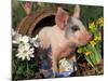 Domestic Piglet in Barrel, Mixed-Breed-Lynn M. Stone-Mounted Photographic Print