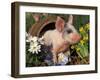 Domestic Piglet in Barrel, Mixed-Breed-Lynn M. Stone-Framed Photographic Print