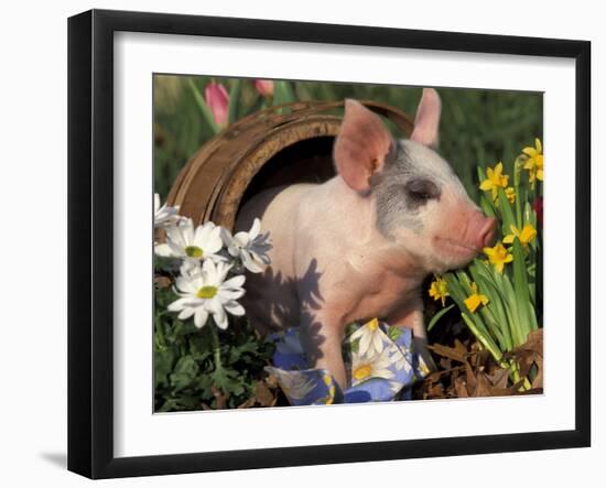 Domestic Piglet in Barrel, Mixed-Breed-Lynn M. Stone-Framed Photographic Print