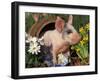 Domestic Piglet in Barrel, Mixed-Breed-Lynn M. Stone-Framed Photographic Print