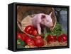 Domestic Piglet, in Bucket with Apples, Mixed Breed, USA-Lynn M. Stone-Framed Stretched Canvas