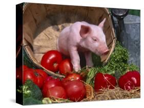 Domestic Piglet, in Bucket with Apples, Mixed Breed, USA-Lynn M. Stone-Stretched Canvas