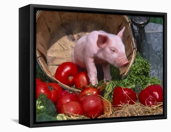 Domestic Piglet, in Bucket with Apples, Mixed Breed, USA-Lynn M. Stone-Framed Stretched Canvas