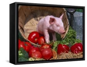Domestic Piglet, in Bucket with Apples, Mixed Breed, USA-Lynn M. Stone-Framed Stretched Canvas