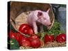 Domestic Piglet, in Bucket with Apples, Mixed Breed, USA-Lynn M. Stone-Stretched Canvas