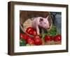 Domestic Piglet, in Bucket with Apples, Mixed Breed, USA-Lynn M. Stone-Framed Premium Photographic Print