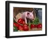 Domestic Piglet, in Bucket with Apples, Mixed Breed, USA-Lynn M. Stone-Framed Premium Photographic Print