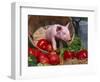 Domestic Piglet, in Bucket with Apples, Mixed Breed, USA-Lynn M. Stone-Framed Premium Photographic Print
