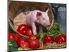 Domestic Piglet, in Bucket with Apples, Mixed Breed, USA-Lynn M. Stone-Mounted Premium Photographic Print