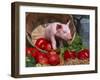 Domestic Piglet, in Bucket with Apples, Mixed Breed, USA-Lynn M^ Stone-Framed Photographic Print