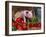 Domestic Piglet, in Bucket with Apples, Mixed Breed, USA-Lynn M. Stone-Framed Photographic Print