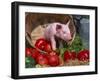 Domestic Piglet, in Bucket with Apples, Mixed Breed, USA-Lynn M. Stone-Framed Photographic Print