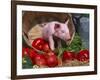 Domestic Piglet, in Bucket with Apples, Mixed Breed, USA-Lynn M. Stone-Framed Photographic Print