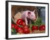 Domestic Piglet, in Bucket with Apples, Mixed Breed, USA-Lynn M. Stone-Framed Photographic Print