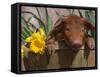 Domestic Piglet, in Bucket with Daffodils, USA-Lynn M. Stone-Framed Stretched Canvas